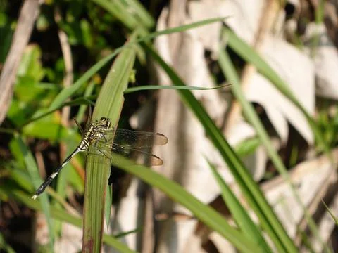 Dragonfly Stock Photos