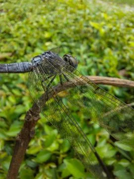 Dragonfly 스톡 사진