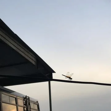 Dragonfly 写真素材