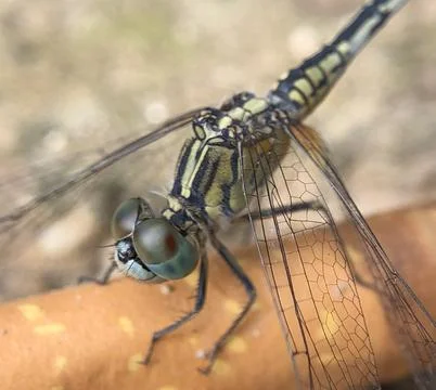 DRAGONFLY Stock Photos