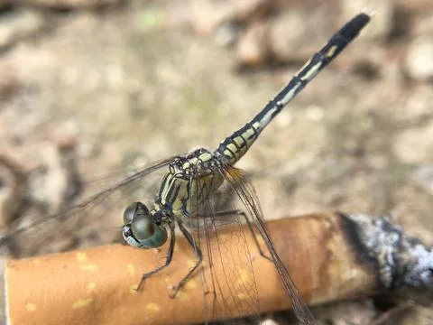 DRAGONFLY Stock Photos