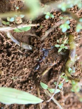 DRAGONFLY Stock Photos