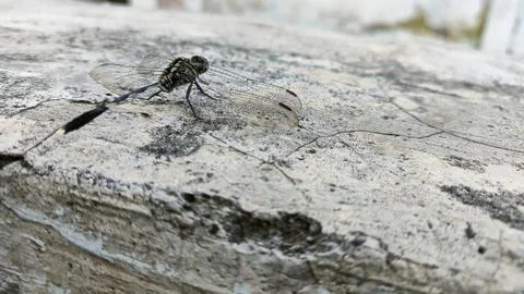 Dragonfly Foto stock