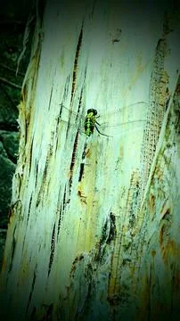 Dragonfly Stock Photos