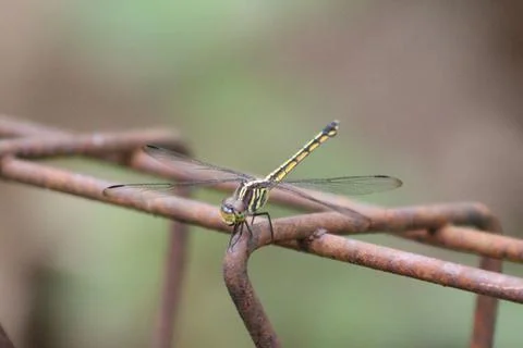 Dragonfly Stock Photos