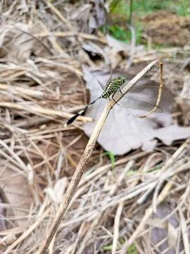 Dragonfly Fotos de archivo