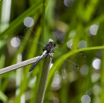 Dragonfly 库存照片