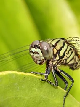 Dragonfly Stock Photos
