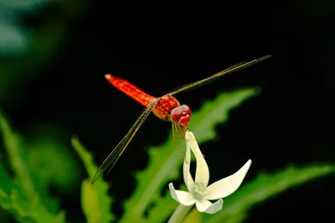Dragonfly Stock Photos