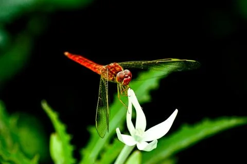 Dragonfly Stock Photos