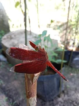 Dragonfly Stock Photos