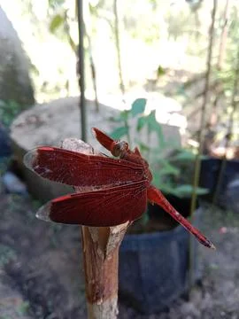 Dragonfly Stock Photos