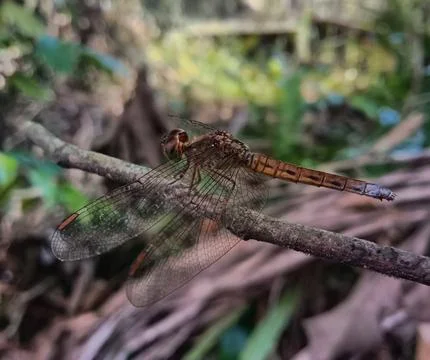 Dragonfly Stock Photos
