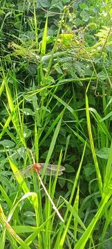 Dragonfly Stock-Fotos