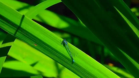 Dragonfly Stock Photos