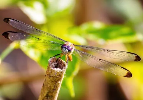 Dragonfly Stock Photos
