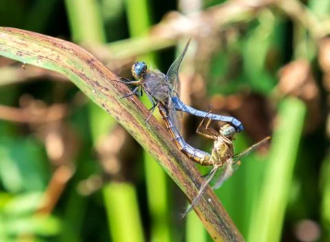 Dragonfly Stock Photos