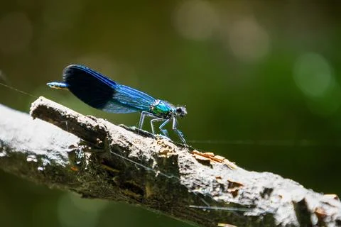 Dragonfly Stock Photos