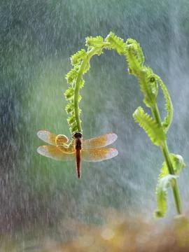 Dragonfly 스톡 사진