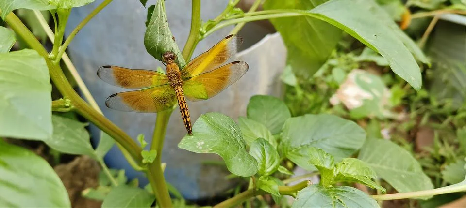 Dragonfly Stock Photos