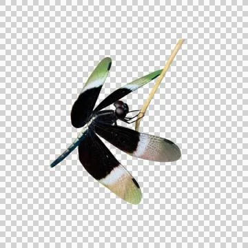 Dragonfly Stock Photos