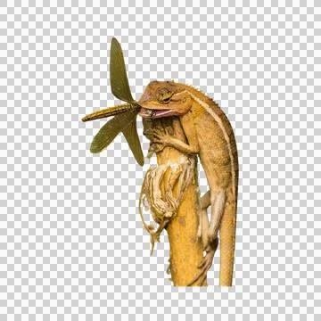 DRAGONFLY Stock Photos