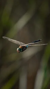 Dragonfly Stock Photos