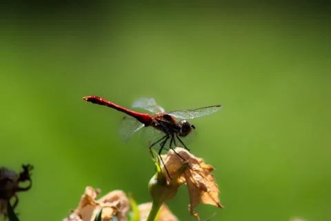 Dragonfly Stock Photos