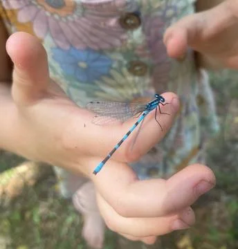 Dragonfly Stock Photos