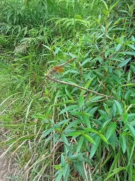 Dragonfly Stock Photos