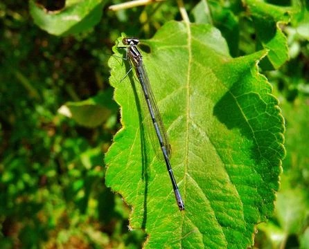 Dragonfly Stock Photos
