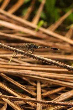 Dragonfly Foto stock