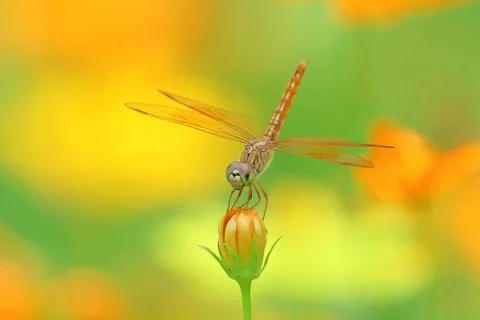 Dragonfly Stock Photos