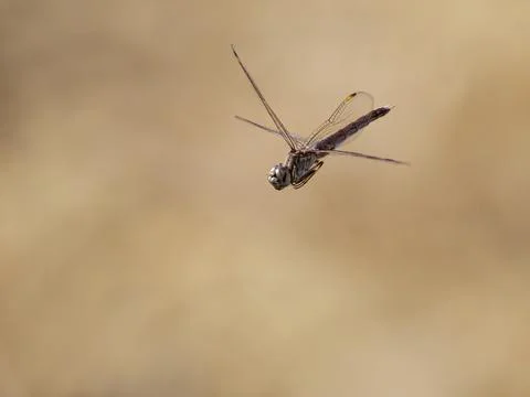 Dragonfly Stock Photos