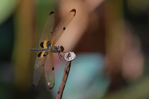 Dragonfly 스톡 사진