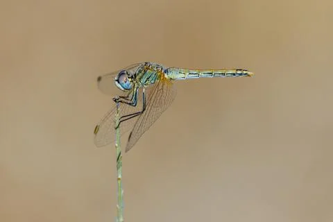 Dragonfly Stock Photos