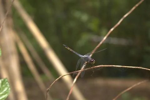 Dragonfly Stock Photos