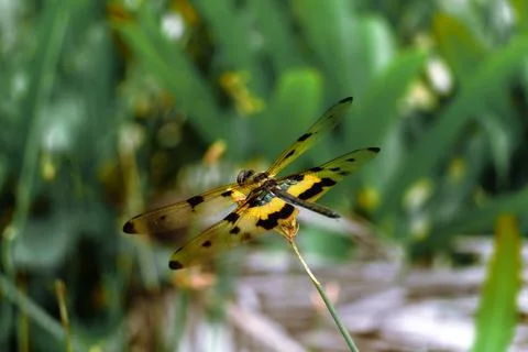 Dragonfly 库存照片