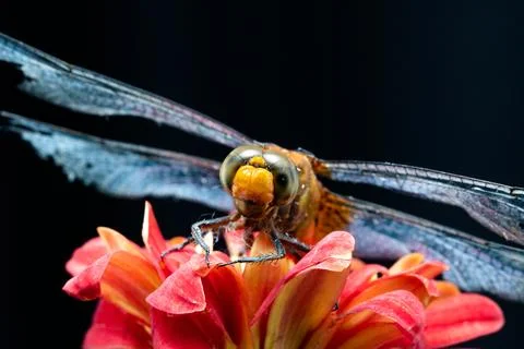 Dragonfly Stock Photos