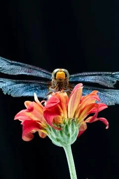 Dragonfly Stock Photos