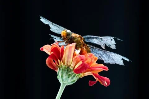 Dragonfly Stock Photos
