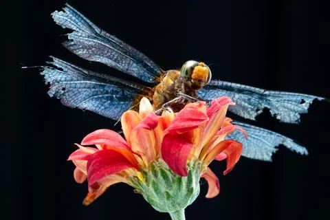 Dragonfly Stock Photos