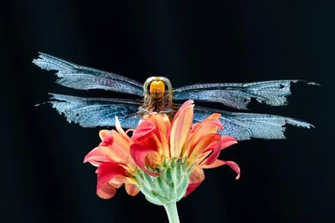 Dragonfly Stock Photos