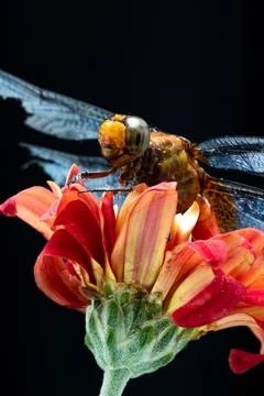Dragonfly Stock Photos