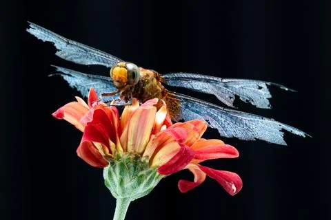 Dragonfly Stock Photos