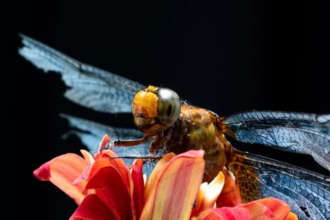Dragonfly Stock Photos