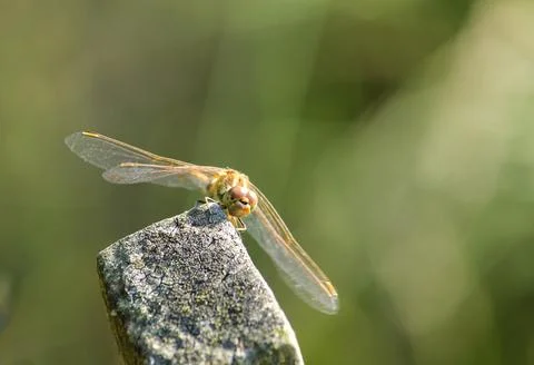 Dragonfly Photographed From the Front, Resting on a Post Stock Photos