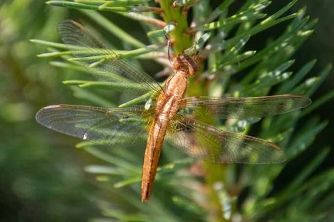 Dragonfly on a pine tree Stock Photos