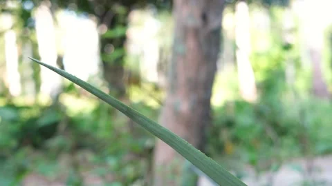 Dragonfly on pineapple leaf Stock Footage 282342387