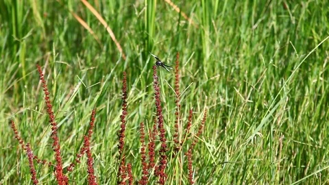 Dragonfly on a plant Stockbeeldmateriaal 77889520